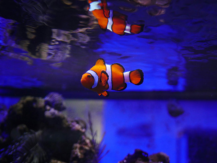 Clownfish swimming in a blue-lit aquarium, showcasing vibrant orange and white colors.