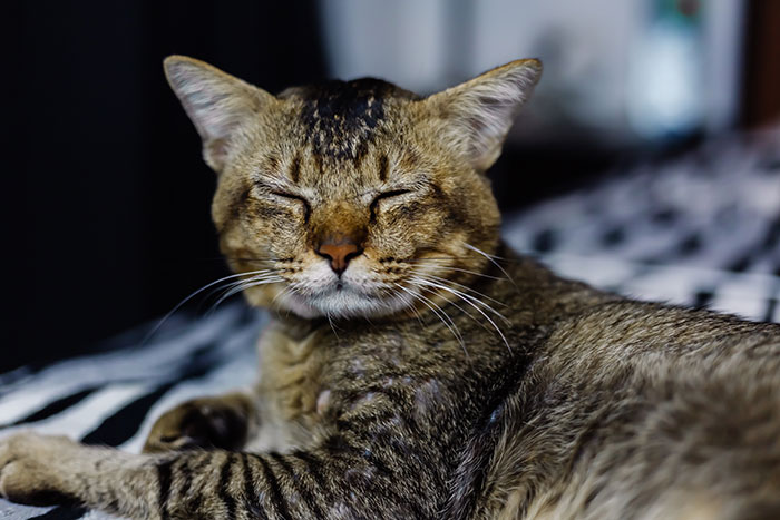 Tabby cat resting on a patterned blanket, eyes closed, relaxed setting.