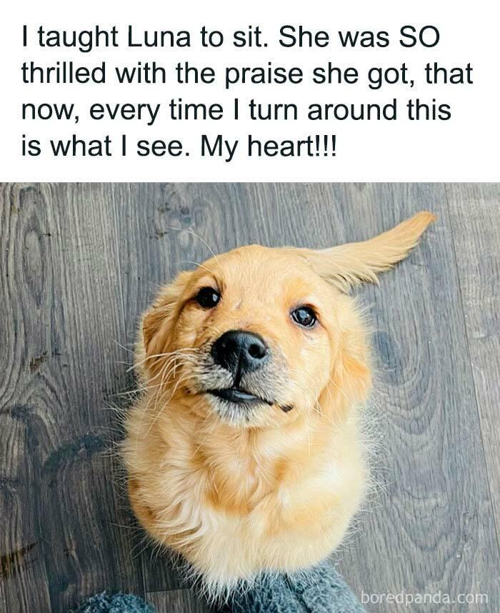 Golden puppy looking up with caption about dog owner's command training, capturing a relatable and cute moment.