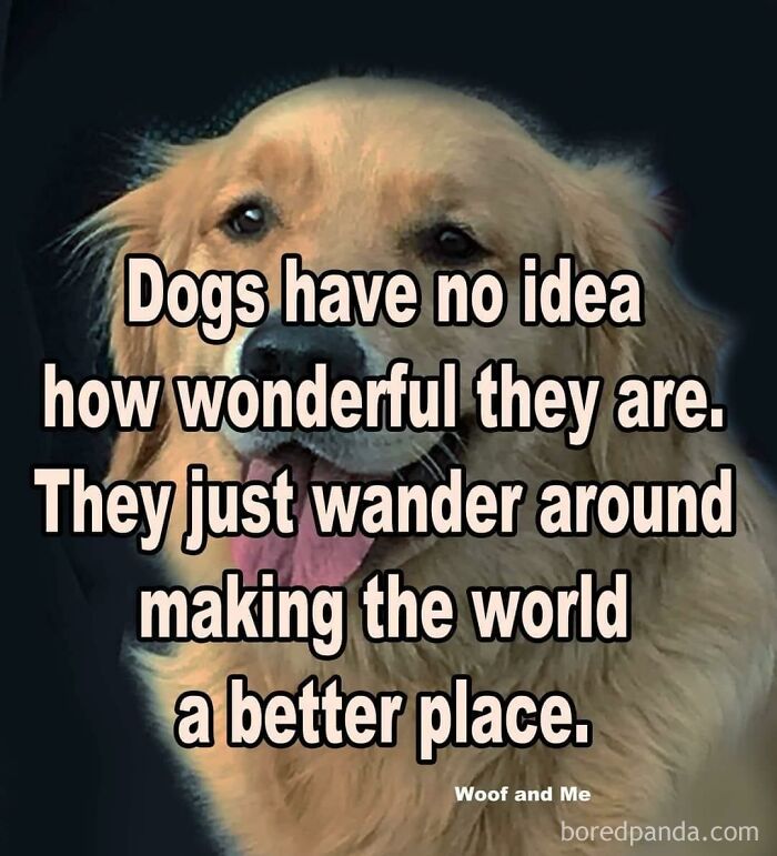 Golden retriever with a humorous dog meme about their unawareness of making the world better.