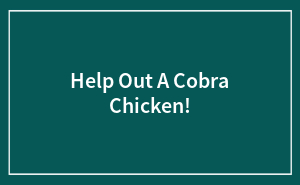 Help Out A Cobra Chicken!