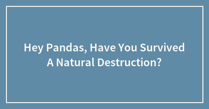 Hey Pandas, Have You Survived A Natural Destruction?