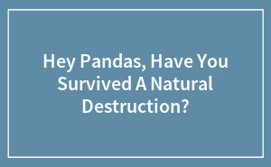 Hey Pandas, Have You Survived A Natural Destruction?