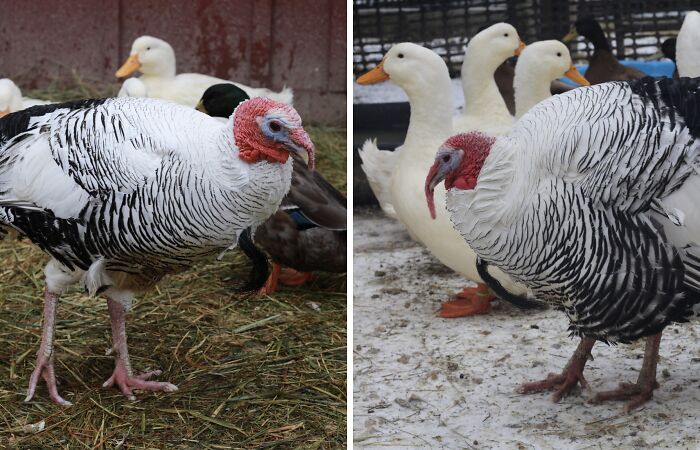 Meet The Turkey Who Thinks He’s A Duck