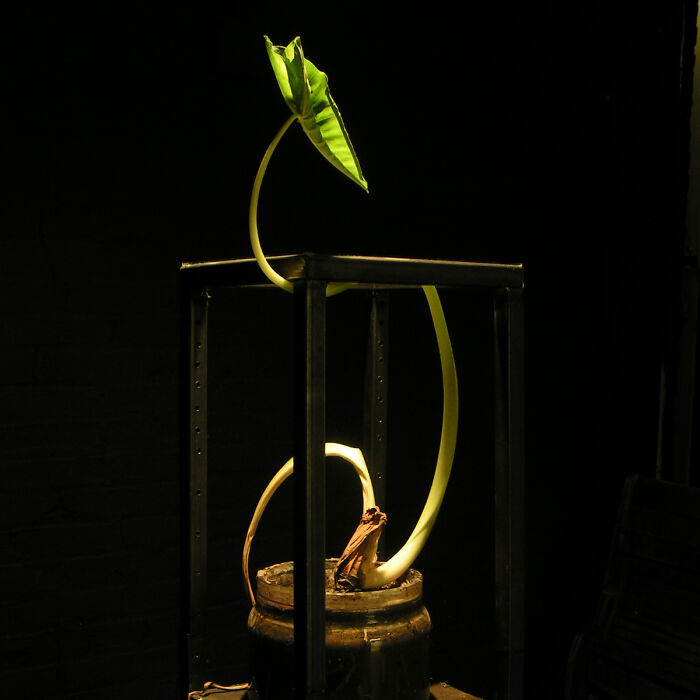 Alteration Of Plants: I Create Living-Breathing Plant Sculptures Contained Within Steel Structures