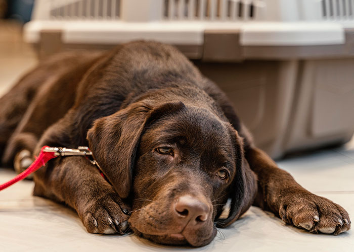 Chocolate Labrador puppy lying on the floor, looking relaxed in front of a pet carrier.