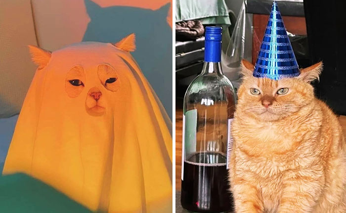 This Dedicated Instagram Page Shares Only Silly Cat Memes, So Here Are The 45 Best Ones