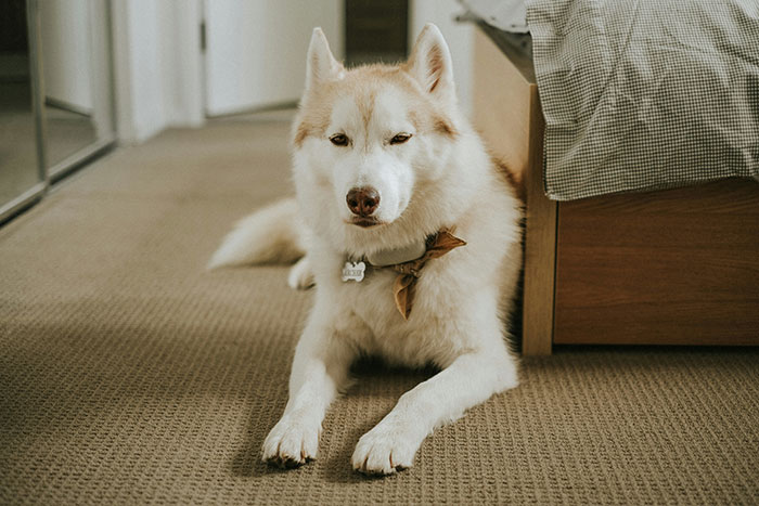 A Husky lying on a carpet, showing an adorable expression next to a bed.