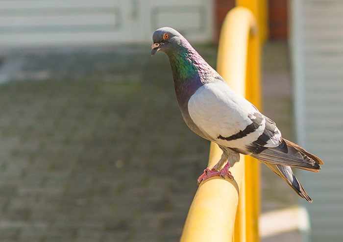 Pigeon perched on a yellow railing in sunlight.