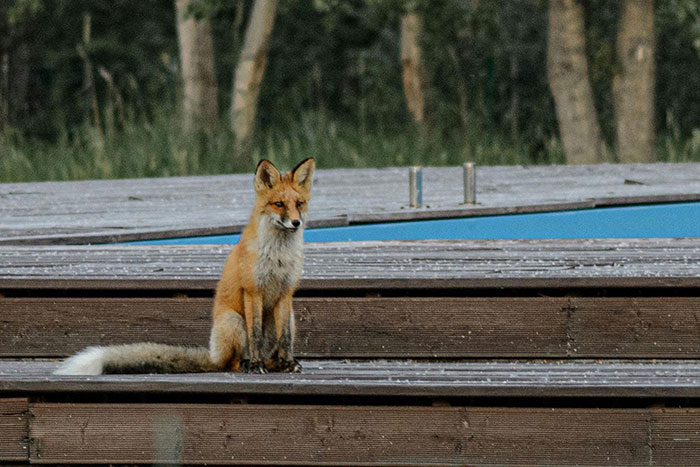 A fox sitting calmly on wooden planks in a forest setting, embodying adorable charm and a serene presence.