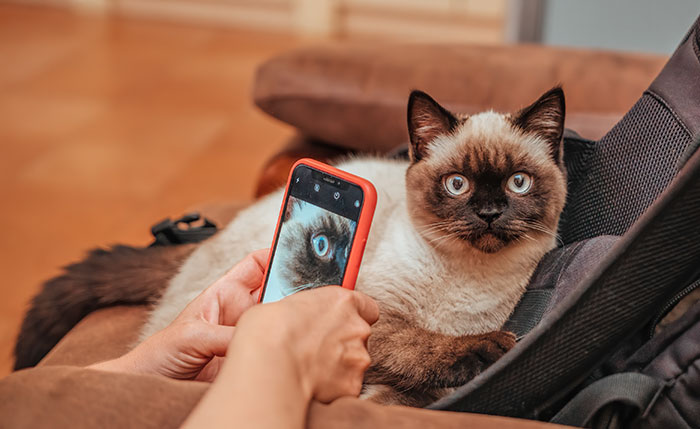 Person photographing a cute Siamese cat on a phone, capturing an adorable moment.