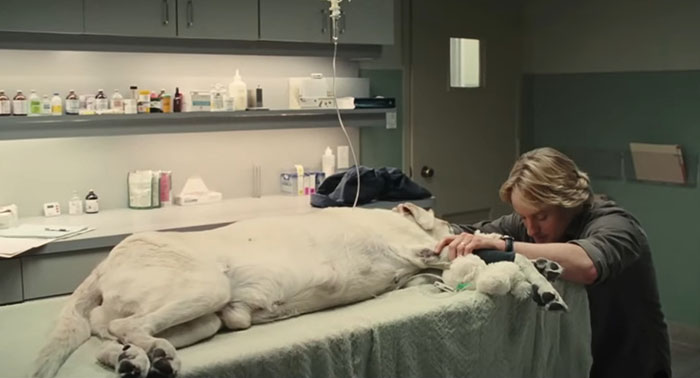 A man saying goodbye to a dog on a vet table, illustrating a sad movie ending.