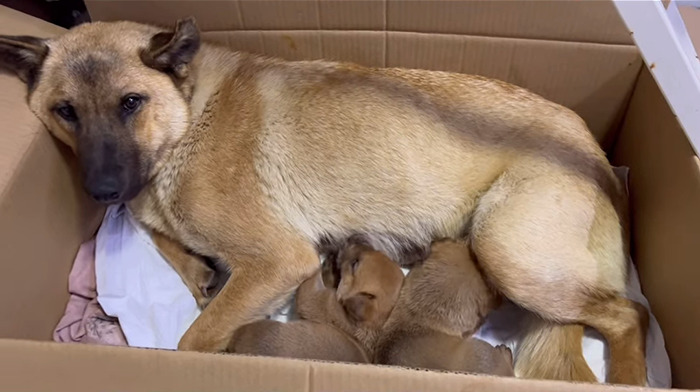 Stray dog comforting her puppies in a cardboard box, showcasing maternal care and trust in humans.