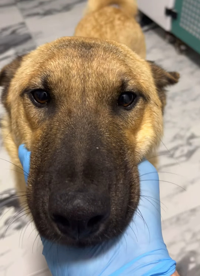 Stray dog looking hopeful at the vet, trusting humans for help, with a gloved hand gently holding her chin.