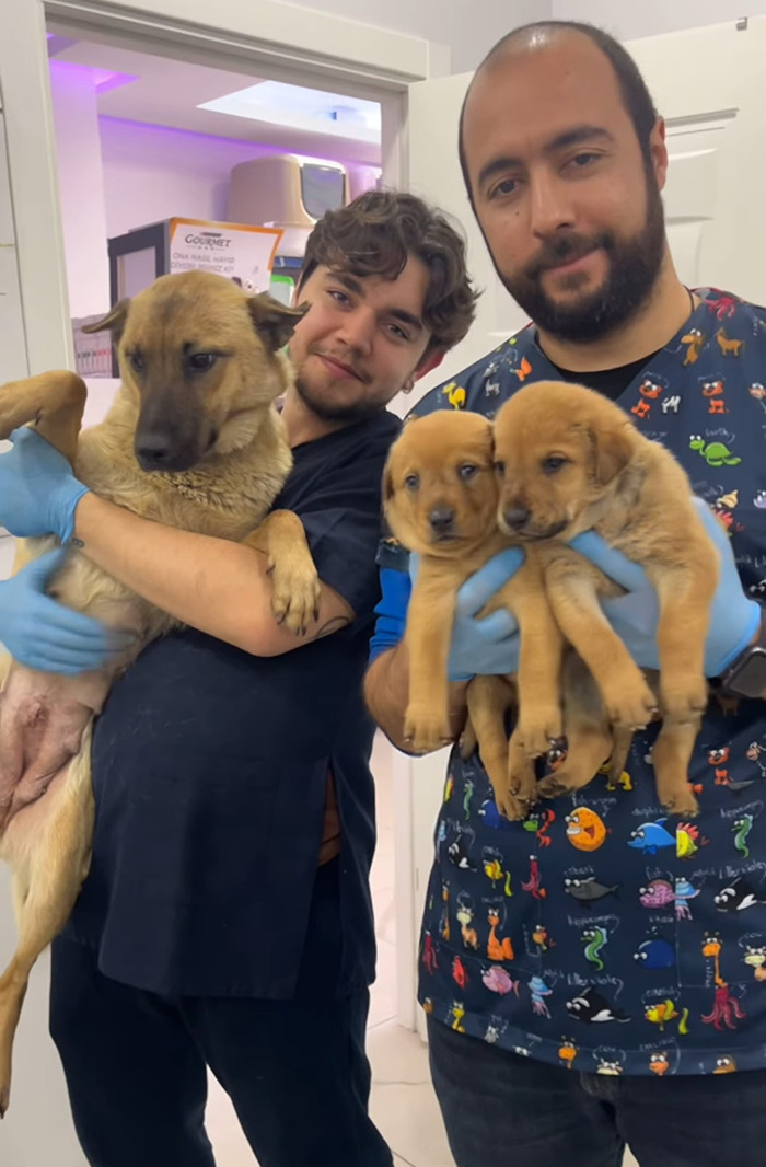 Veterinarians hold a stray dog and her puppies, highlighting compassion and trust between animals and humans.