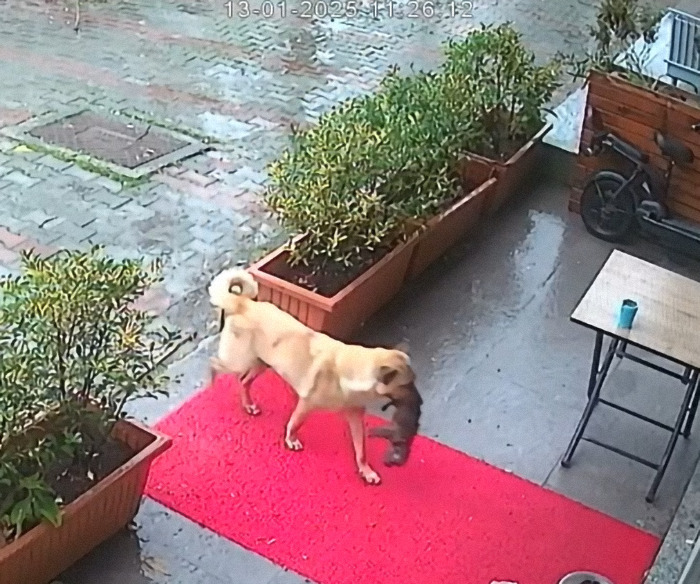 Stray dog carrying sick puppy on a red mat, trusting humans for help.