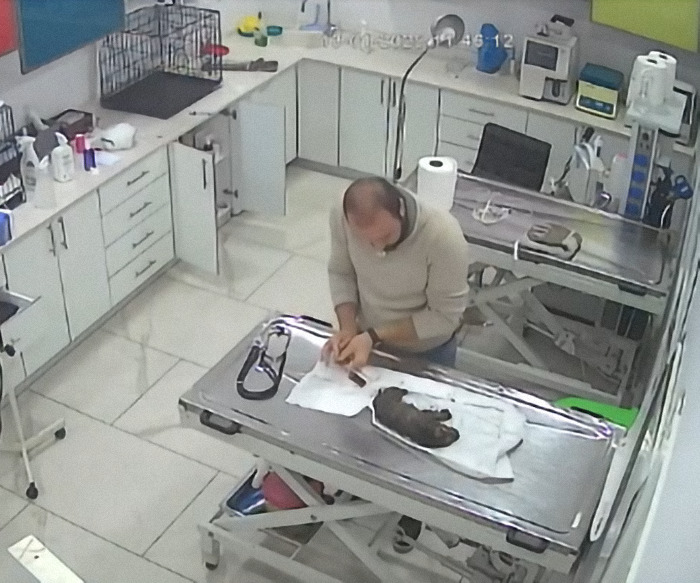 Vet helping a sick puppy brought by a stray dog, surrounded by medical equipment in a veterinary clinic.