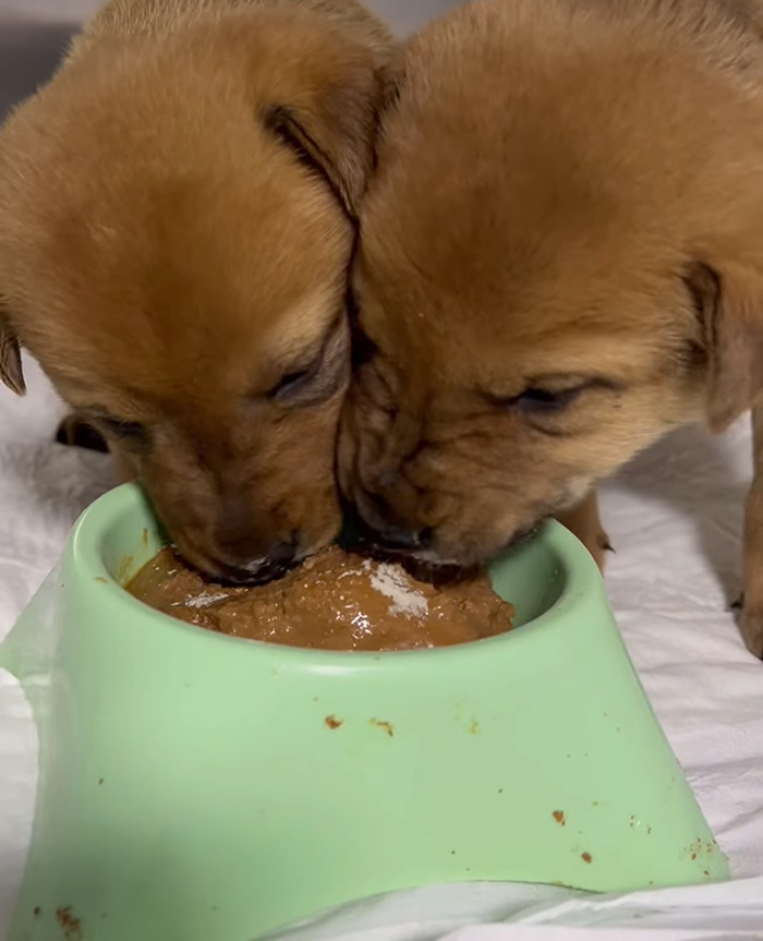 Two stray puppies eating from a bowl, showcasing trust for human help.