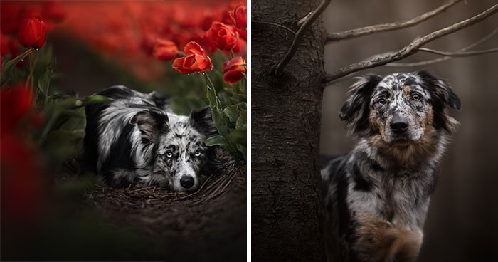 22 Beautiful Dogs I Photographed In 2024 That Made My Year