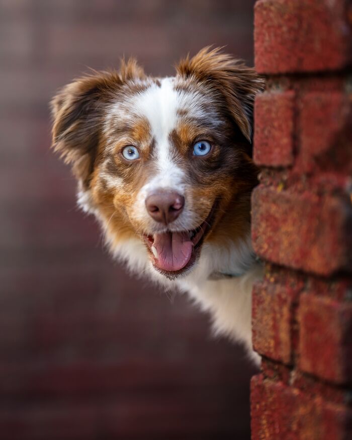 NYC dog with blue eyes peeks from behind a brick wall, capturing attention with its playful expression.