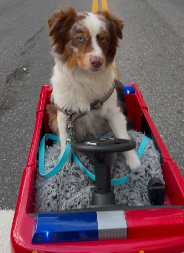 NYC dog sitting in a red toy car on the street, wearing a harness, capturing the attention of passersby.