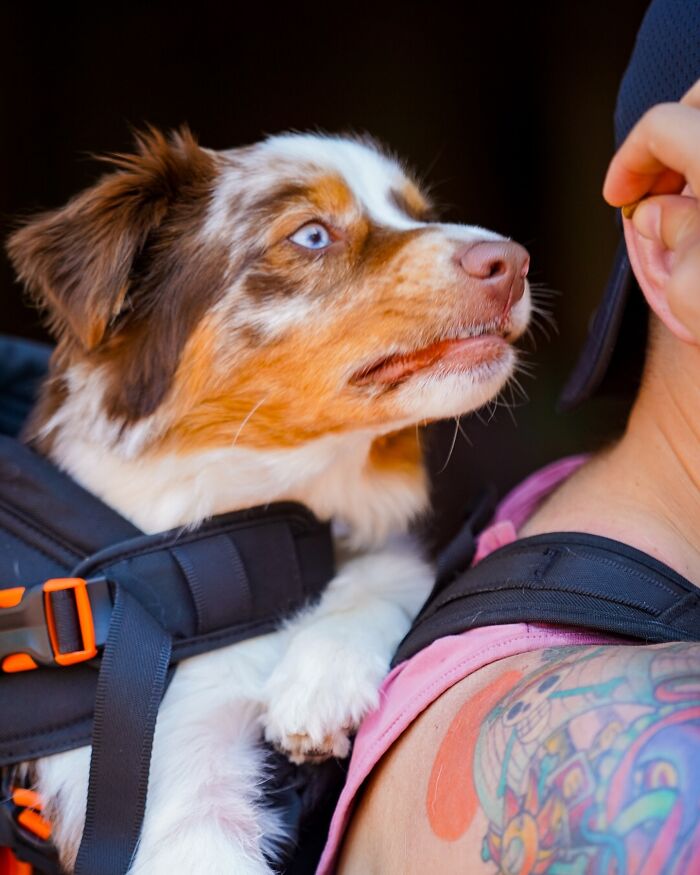 NYC dog peeks from backpack, eager expression, next to tattooed person.