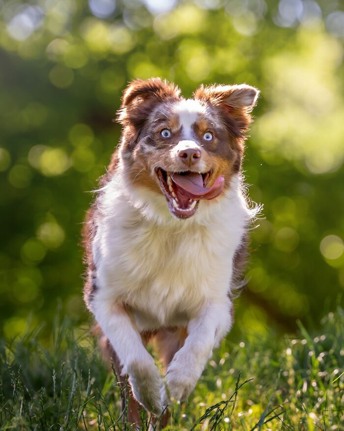 Energetic NYC dog running in a grassy park, capturing joyful moments in nature.