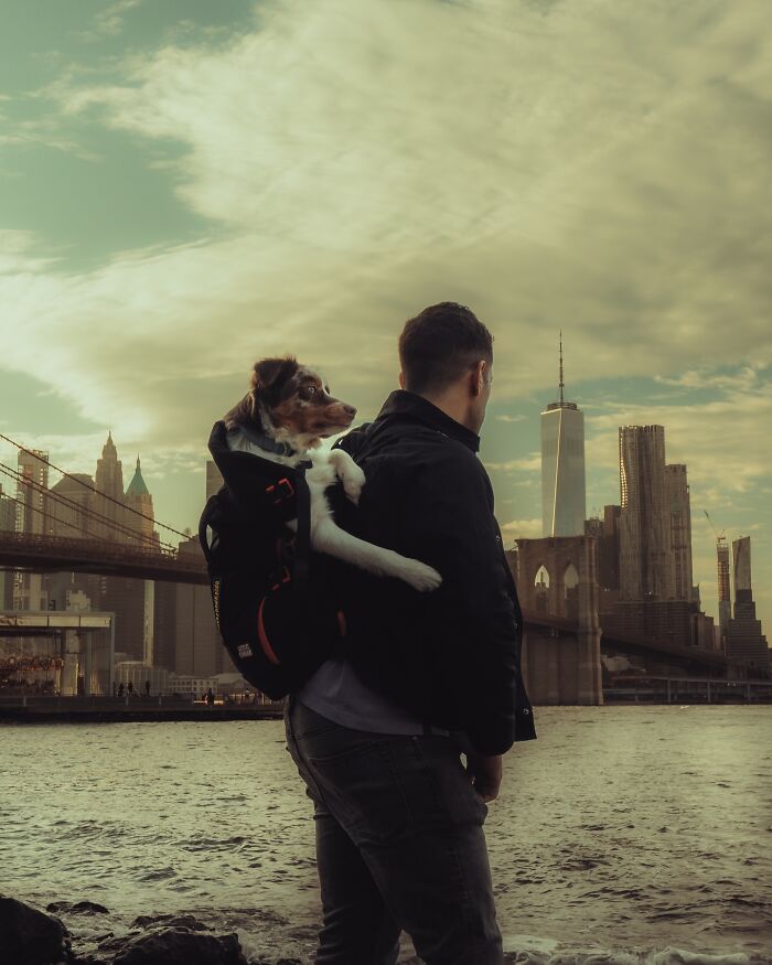 Man with a dog in a backpack by the NYC skyline, showcasing a scene related to ambulances.