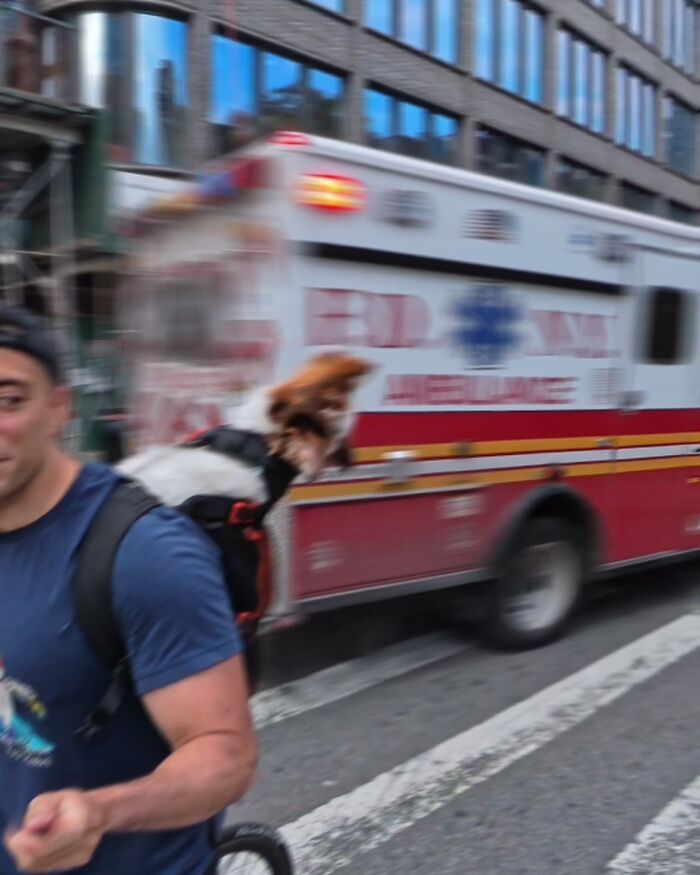 A dog in NYC howling at an ambulance as a person rides past on a bicycle.