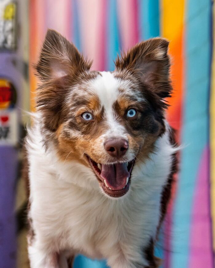 A NYC dog with bright blue eyes, looking excited in front of a colorful background.