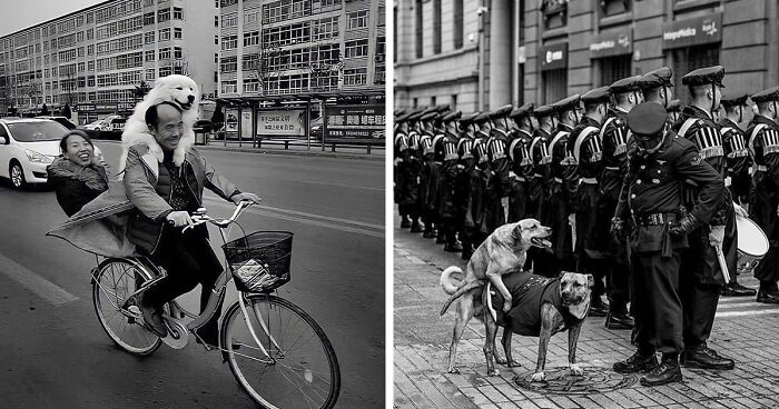 When Dogs Steal The Show: 35 Amazing Street Photos Shared By This Instagram Account