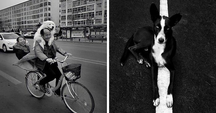 This Account Shares Amusing Street Photos—And Here Are The 35 Best Dog-Themed Examples