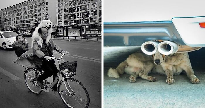 35 Best Dog-Themed Street Photographs, As Shared By The Street Photographers Foundation