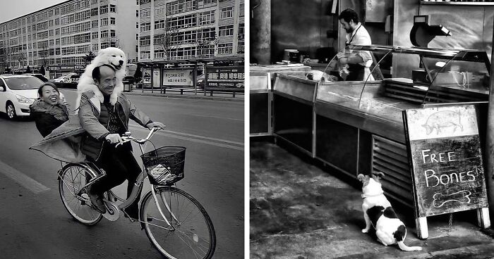 Street Photography Meets Dogs: 35 Charming Photos Shared By This Instagram Account