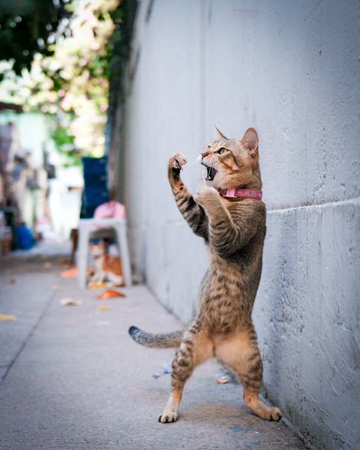 A cat standing on hind legs with mouth open, appearing playful and energetic in an alleyway.