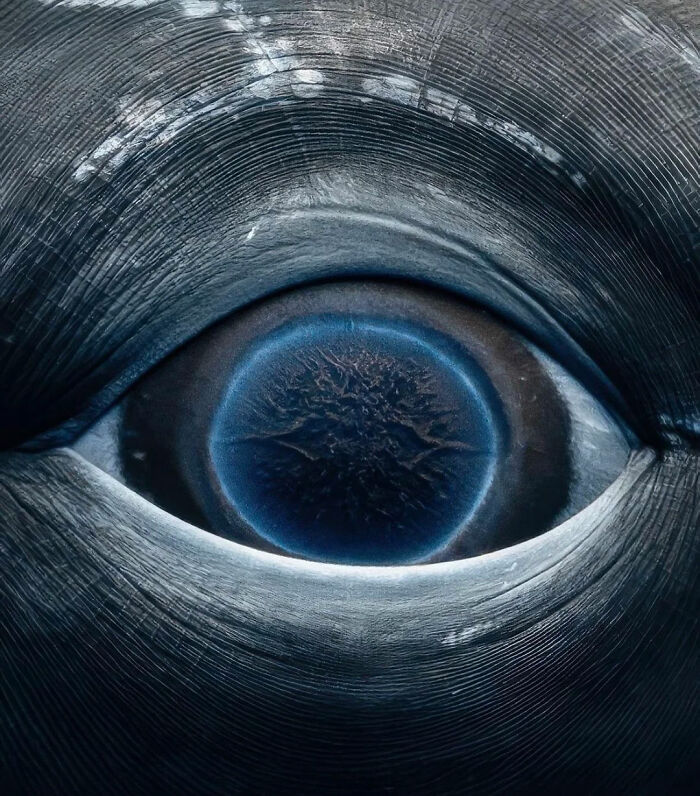 French Photographer Rachel Moore Captures A Breathtaking Close-Up Shot Of A Whale’s Eye