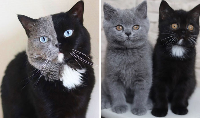 A Cat With A Bicolor Face Is The Father Of Two Kittens That Share His Coloring