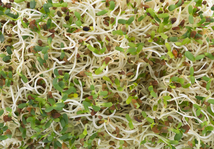 Close-up of fresh sprouts, highlighting potential food bacteria concerns.