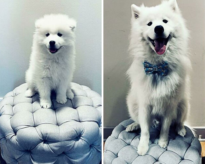 2 Months To 12 Months. We Love Our Big Floofy Samoyed Boy!