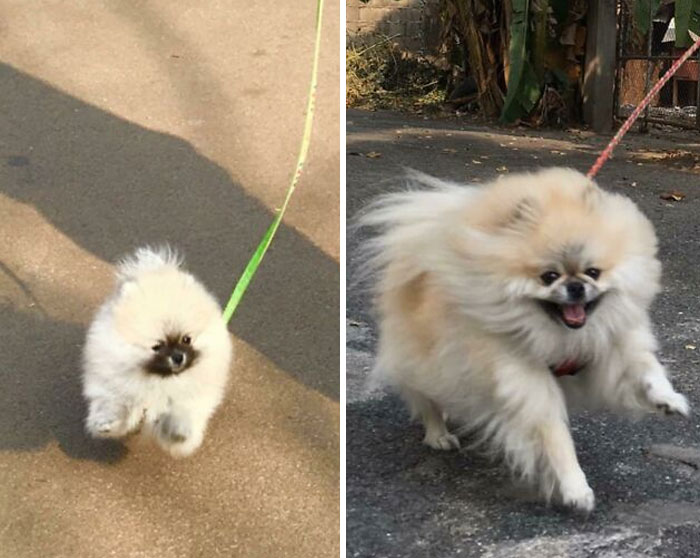 Our First Walk With Him To 3 Years Later!