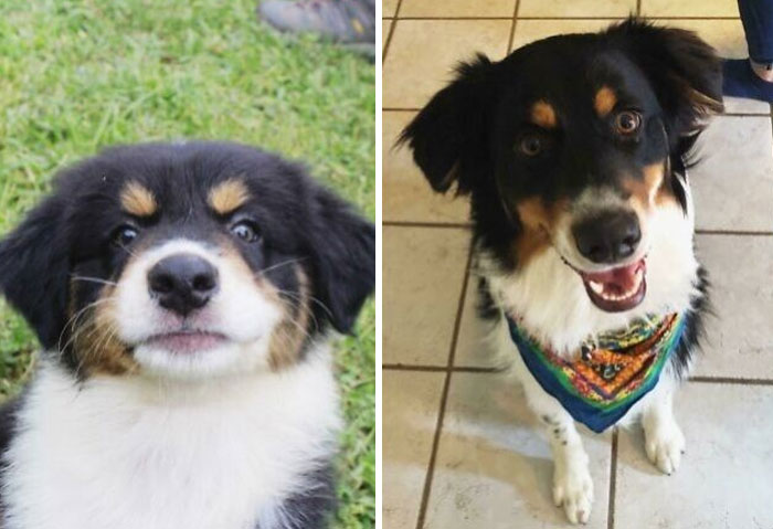 I Was So Worried About His Baby Short Snoot But He Really Grew Into His Face. 8 Weeks To 1 Year