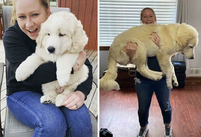 8weeks vs. 6mo (Not Sure If This Really Qualifies Because It’s From Puppy To Puppy!) Our Opie Is A Chonk