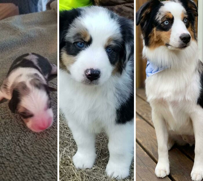 From Day 1 To 8 Weeks To 1 Year Old! Happy Birthday Boomer!