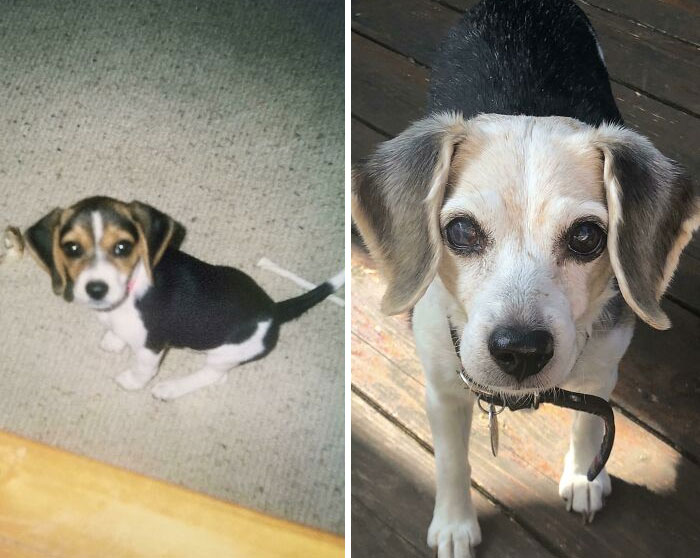 When I First Got Her (Few Months Old) To Now (15 Years Old)