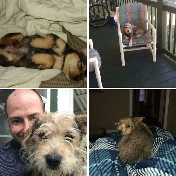 My Old Man Passed Yesterday. I Thought I’d Share: From Adoption To Last Picture Taken. I Miss You, Jäger