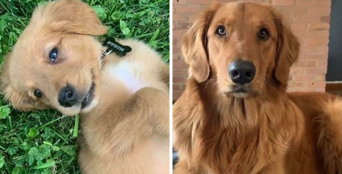 Yesterday Was Midas’s First Gotcha Day. 8 Wks vs. 1 Year (+8 Wks). He Has Grown Into Such A Handsome Potato