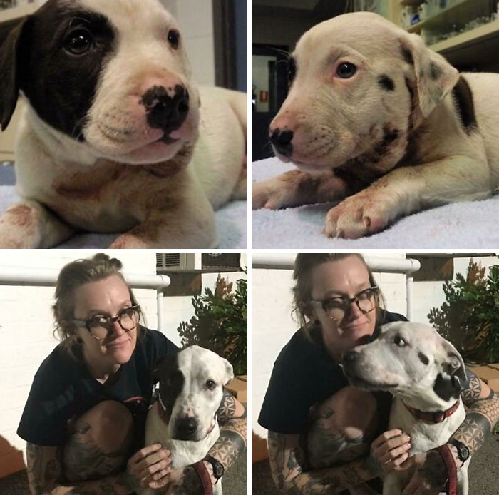 Dewey From 8wk Old Abandoned Pup To 10yo Brave Man