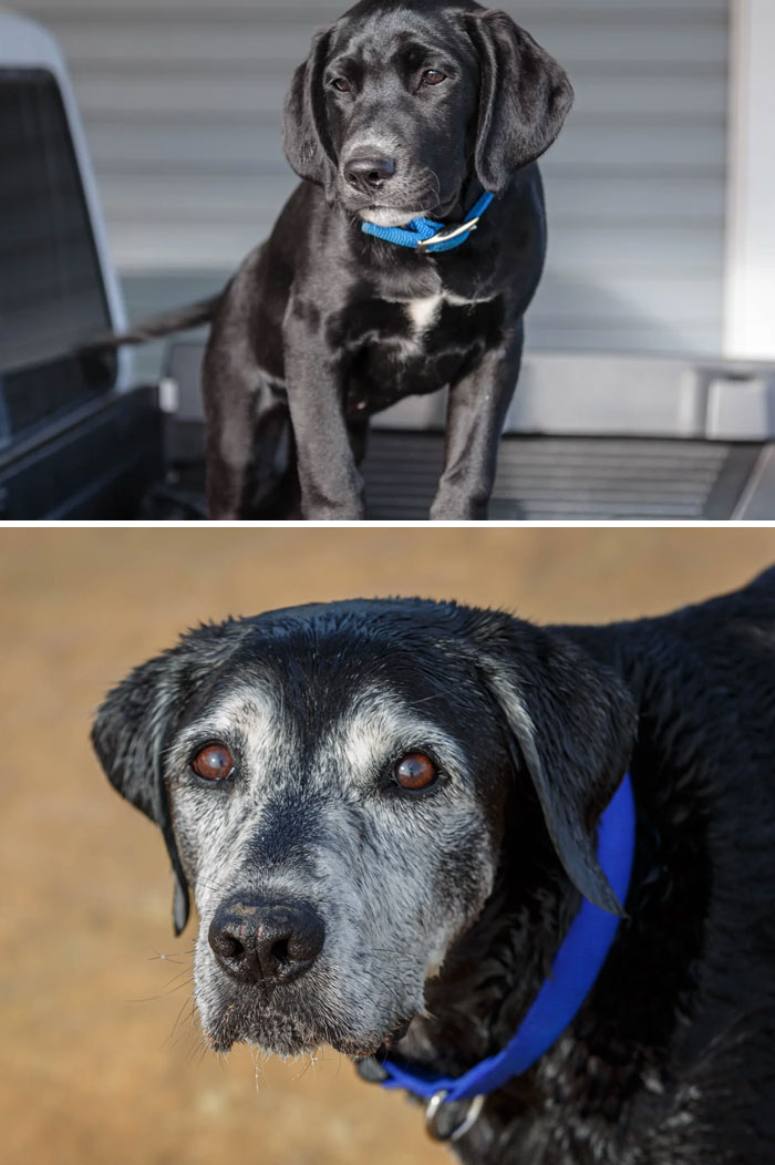 My Big Boy Texadog. Dec 2009 And Dec 2021