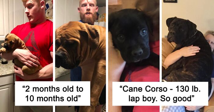 127 Times Dog Owners Captured How Their Puppies Blossomed Into Grown-Ups