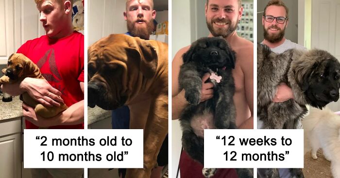 “Sad Potato To Happy Heeler”: 127 Wholesome Before-And-After Photos Of Dogs Growing Up